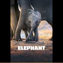 Elephant (2020)